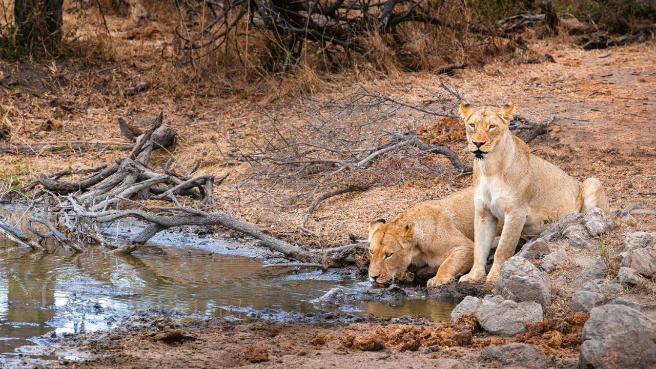 Geiger'S Camp In Timbavati Game Reserve By Newmark Eksteriør bilde
