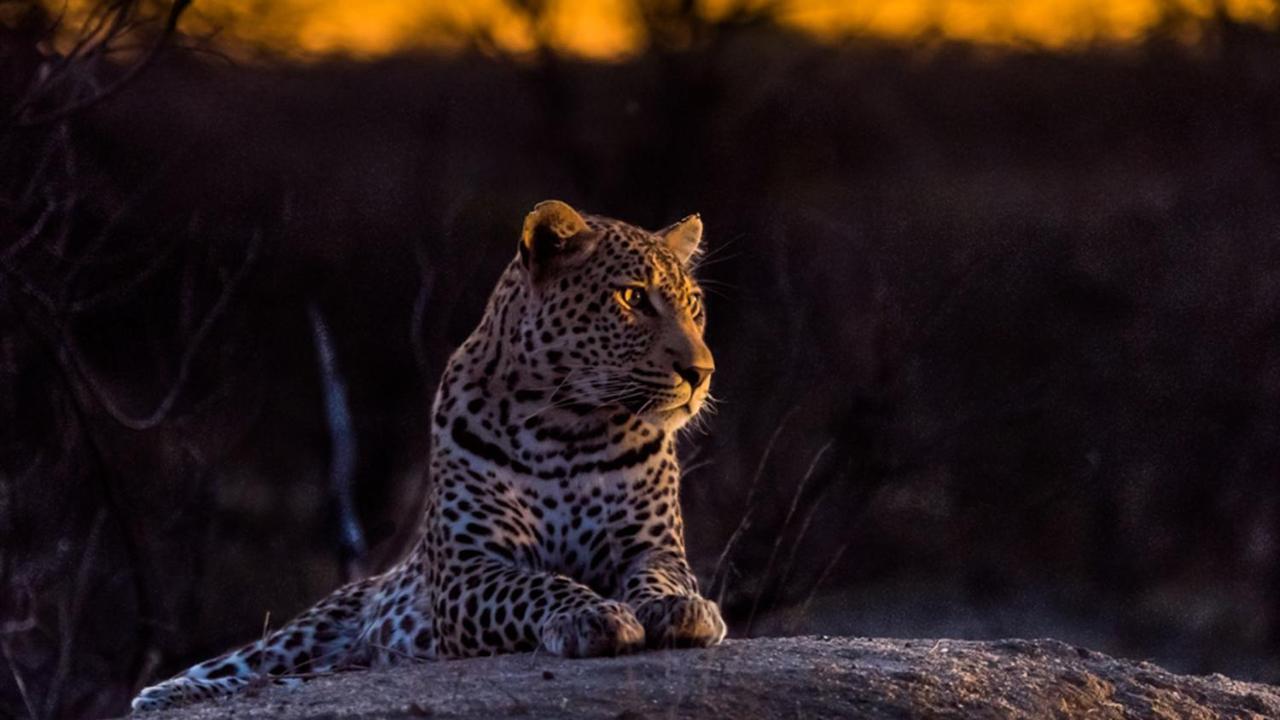 Geiger'S Camp In Timbavati Game Reserve By Newmark Eksteriør bilde