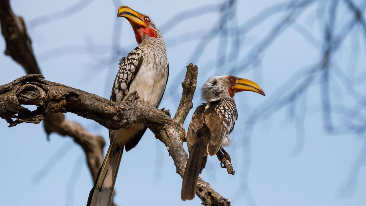 Geiger'S Camp In Timbavati Game Reserve By Newmark Eksteriør bilde