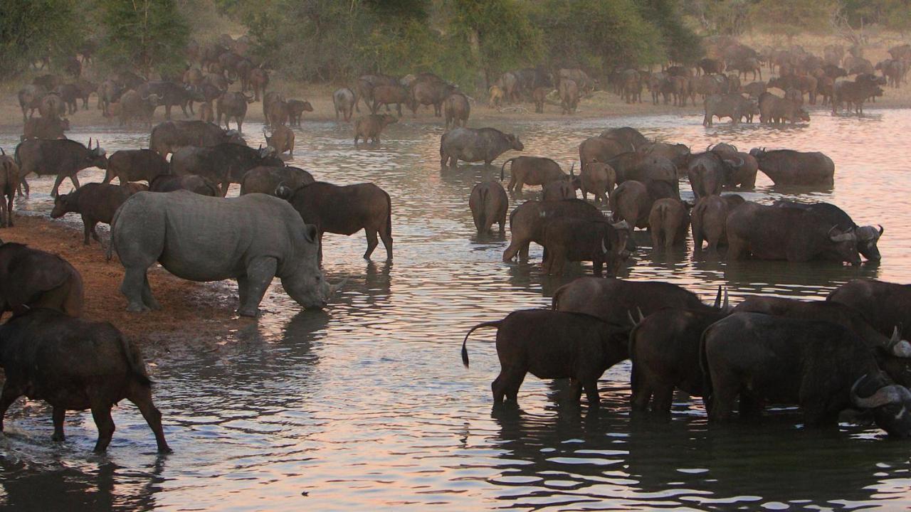 Geiger'S Camp In Timbavati Game Reserve By Newmark Eksteriør bilde